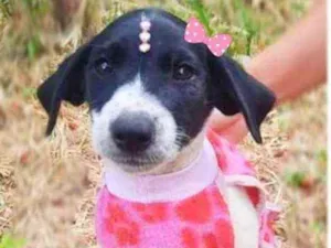 Cachorro raça Srd idade 2 a 6 meses nome Lolita
