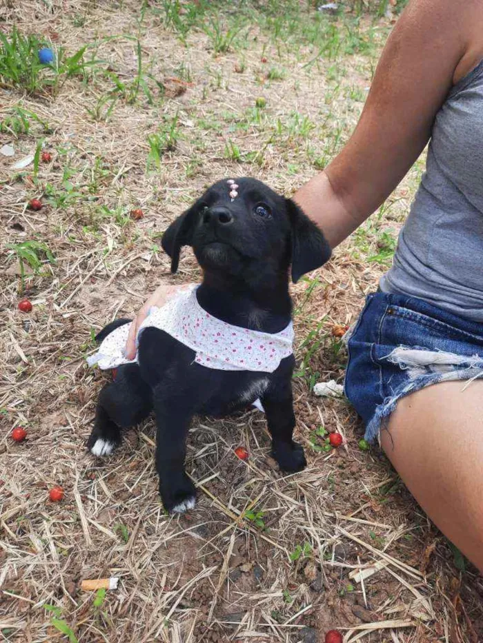 Cachorro ra a Srd idade 2 a 6 meses nome Manu