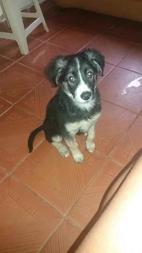 Cachorro ra a Border Collie com Vira lata idade 2 a 6 meses nome Mel
