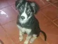 Mel
