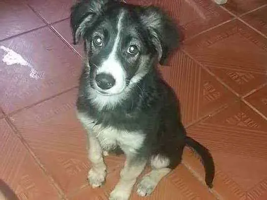 Cachorro ra a Border Collie com Vira lata idade 2 a 6 meses nome Mel