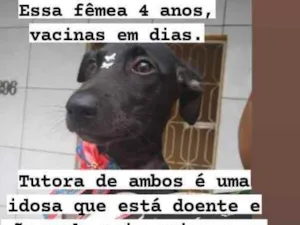 Cachorro raça Srd idade 4 anos nome Pretinha