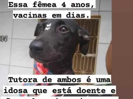 Cachorro ra a Srd idade 4 anos nome Pretinha