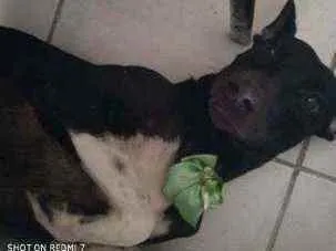 Cachorro ra a Srd idade 4 anos nome Pretinha