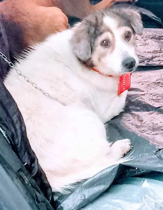 Cachorro ra a SRD idade 4 anos nome Branquinha