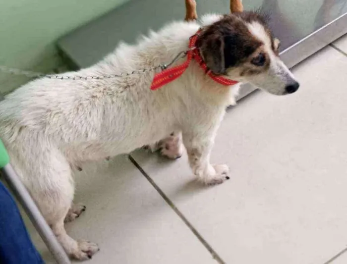 Cachorro ra a SRD idade 4 anos nome Branquinha
