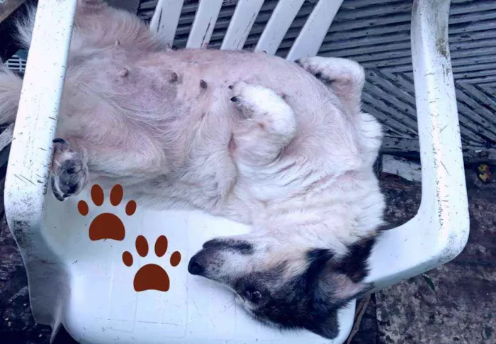 Cachorro ra a SRD idade 4 anos nome Branquinha
