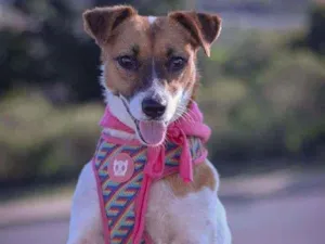 Cachorro raça SRD-ViraLata idade 2 anos nome Fantine