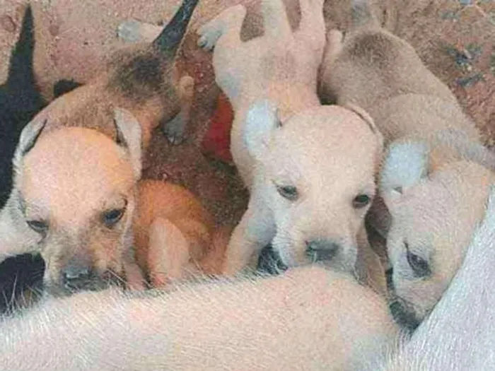 Cachorro ra a SRD idade Abaixo de 2 meses nome Cachorrinhos