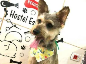 Cachorro raça  idade 1 ano nome Ziggi 