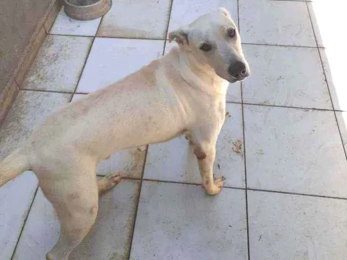 Cachorro ra a labrador idade 7 a 11 meses nome Luan