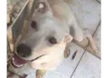 Luan