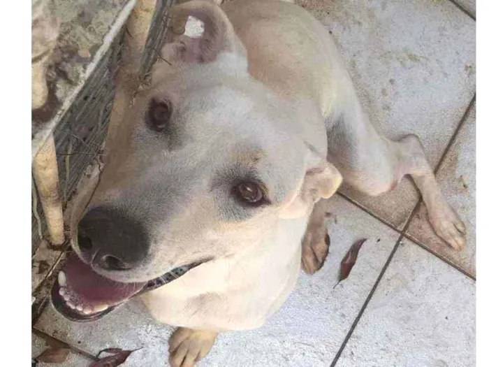 Cachorro ra a labrador idade 7 a 11 meses nome Luan