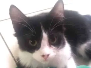 Gato raça SRD-ViraLata idade 2 a 6 meses nome FRAJOLA