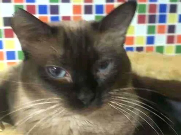 Gato raça SRD-ViraLata idade 3 anos nome LARA 