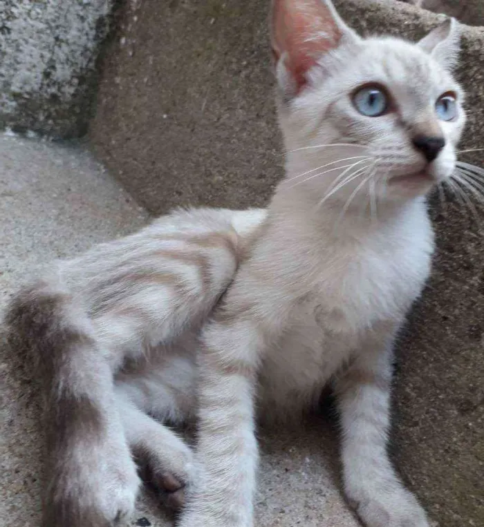 Gato ra a SRD idade 2 a 6 meses nome Siames