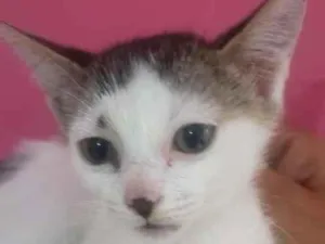 Gato raça SRD-ViraLata idade 2 a 6 meses nome SUELEN 