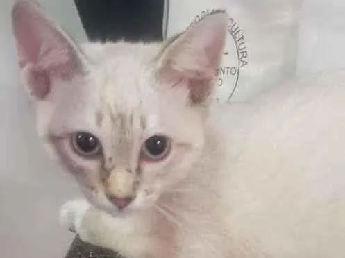 Gato raça SRD-ViraLata idade 2 a 6 meses nome MENINA 