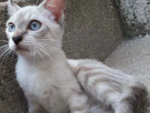 Gato raça SRD idade 2 a 6 meses nome Siames