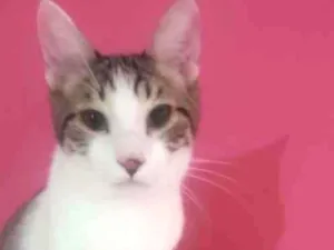 Gato raça SRD-ViraLata idade 2 a 6 meses nome LEOZINHO 
