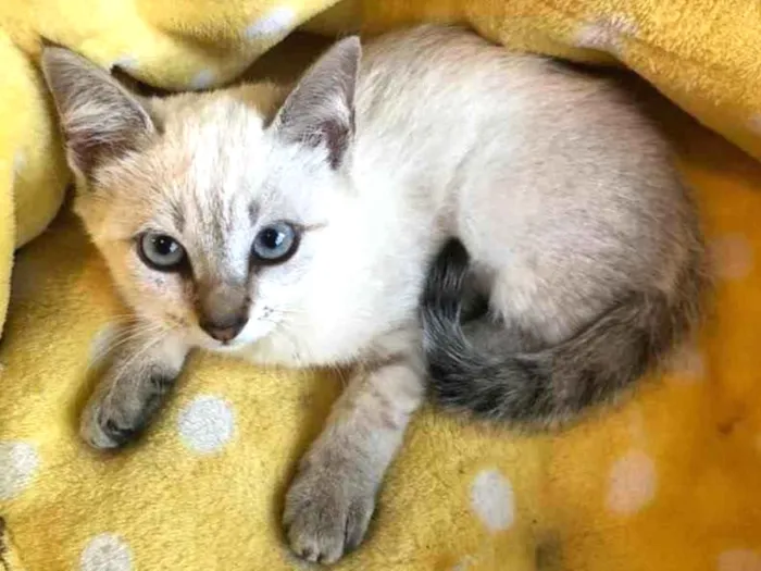 Gato ra a Sialata idade 2 a 6 meses nome GEPETO