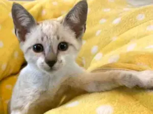 Gato raça Sialata idade 2 a 6 meses nome GEPETO