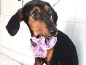 Cachorro raça SRD idade 2 a 6 meses nome Lara 