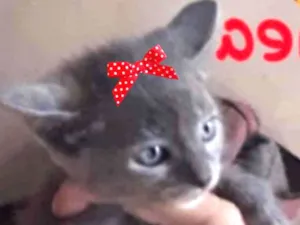 Gato raça SRD idade 2 a 6 meses nome Dea 