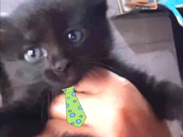 Gato ra a SRD  idade 2 a 6 meses nome Bento 