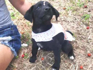 Cachorro raça Srd idade 2 a 6 meses nome Manu