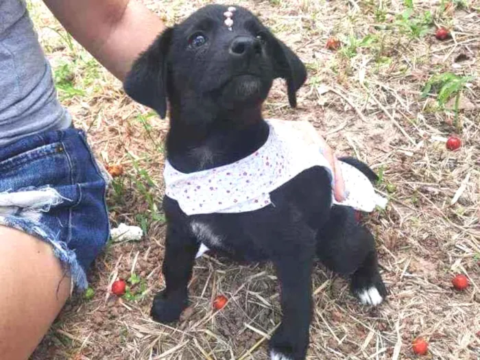 Cachorro ra a Srd idade 2 a 6 meses nome Manu