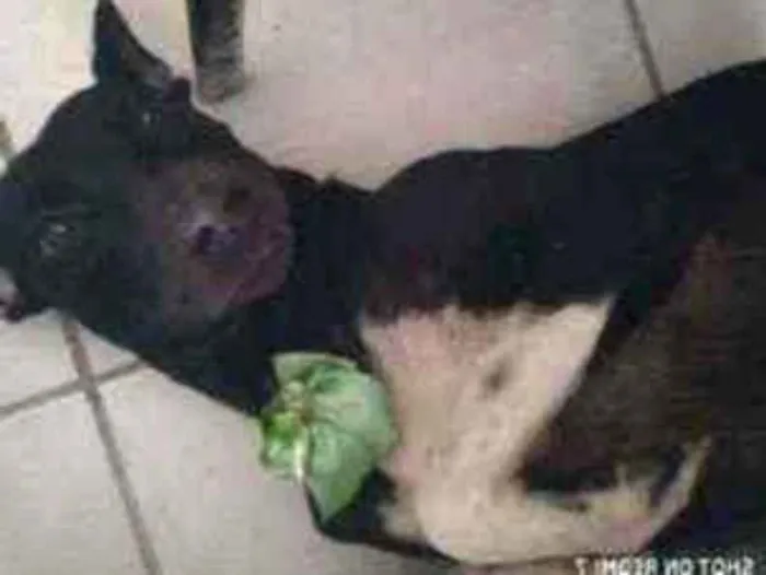 Cachorro ra a Srd idade 4 anos nome Pretinha