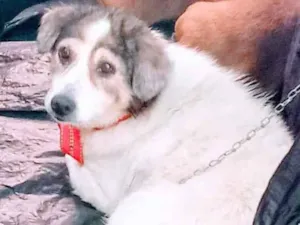 Cachorro raça SRD idade 4 anos nome Branquinha