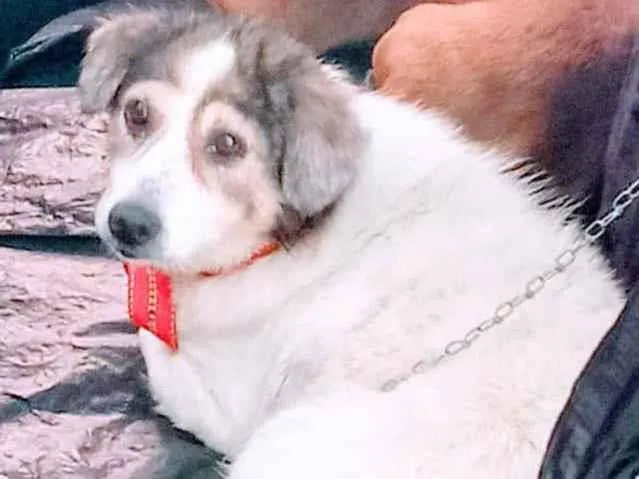 Cachorro ra a SRD idade 4 anos nome Branquinha