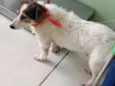 Branquinha