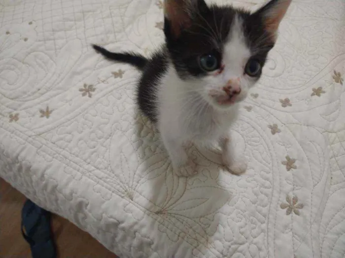Gato ra a Indefinida idade Abaixo de 2 meses nome Nina Fredy Enzo Lore