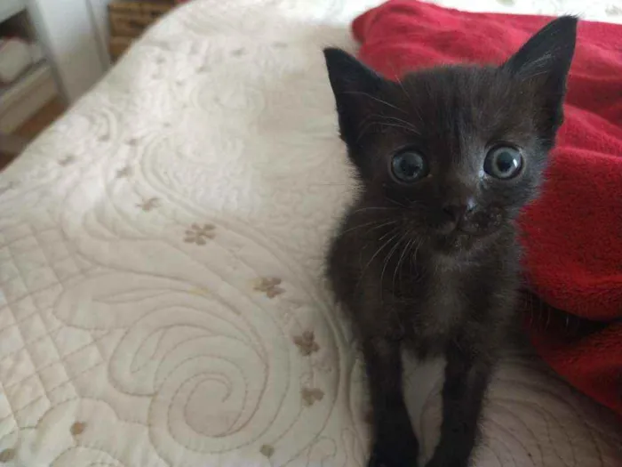 Gato ra a Indefinida idade Abaixo de 2 meses nome Nina Fredy Enzo Lore