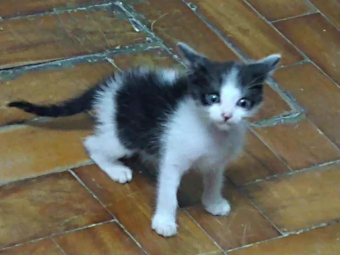 Gato ra a Indefinida idade Abaixo de 2 meses nome Nina Fredy Enzo Lore