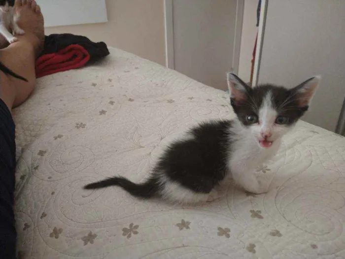 Gato ra a Indefinida idade Abaixo de 2 meses nome Nina Fredy Enzo Lore