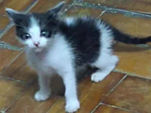 Gato raça Indefinida idade Abaixo de 2 meses nome Nina Fredy Enzo Lore