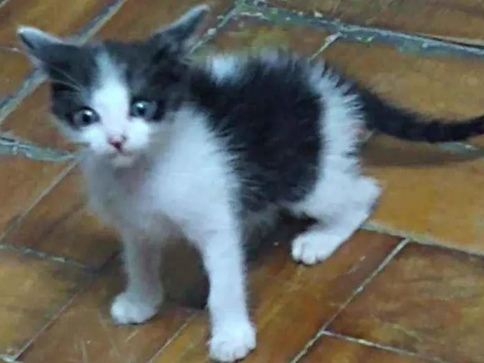 Gato ra a Indefinida idade Abaixo de 2 meses nome Nina Fredy Enzo Lore