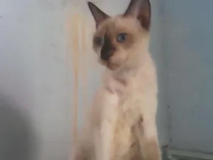Gato raça Siamês idade 7 a 11 meses nome Del