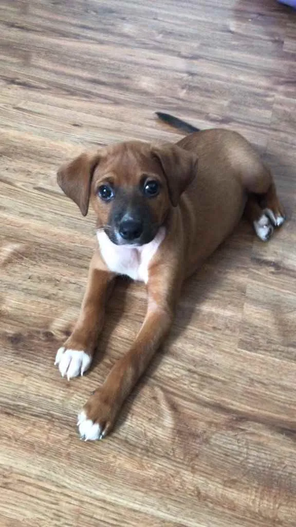 Cachorro raça Vira lata  idade  nome Meliodas