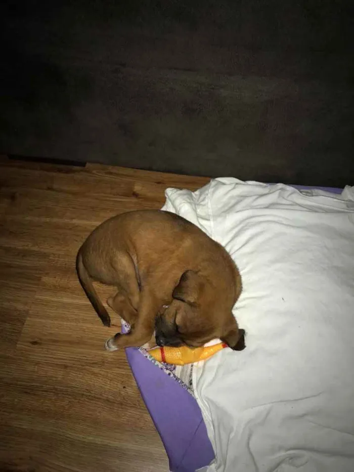 Cachorro raça Vira lata  idade  nome Meliodas