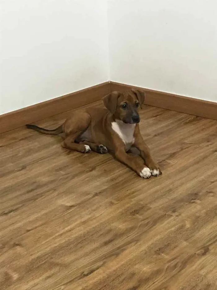 Cachorro raça Vira lata  idade  nome Meliodas
