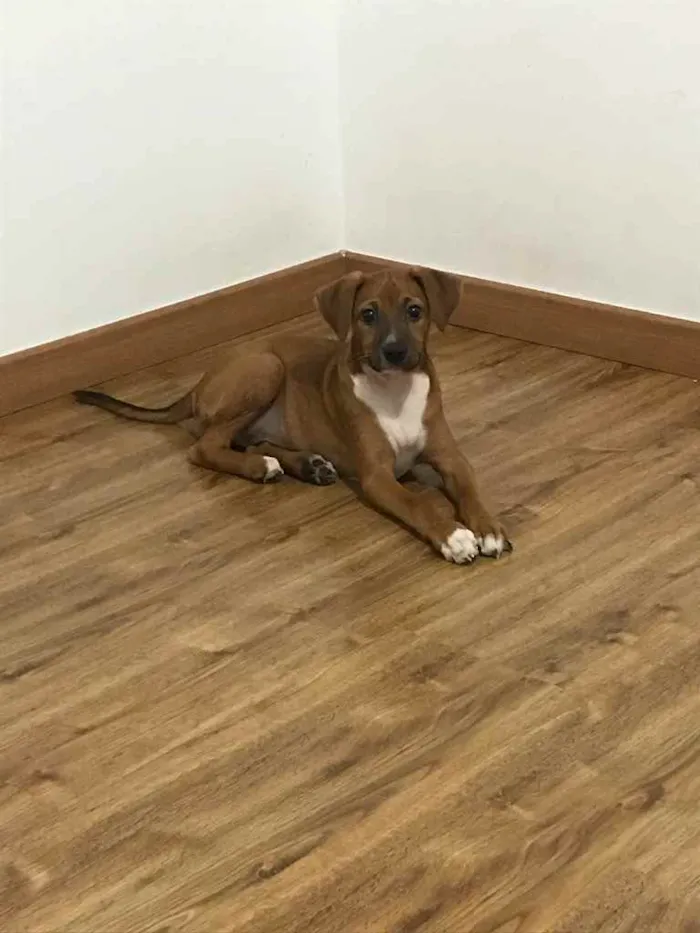 Cachorro raça Vira lata  idade  nome Meliodas