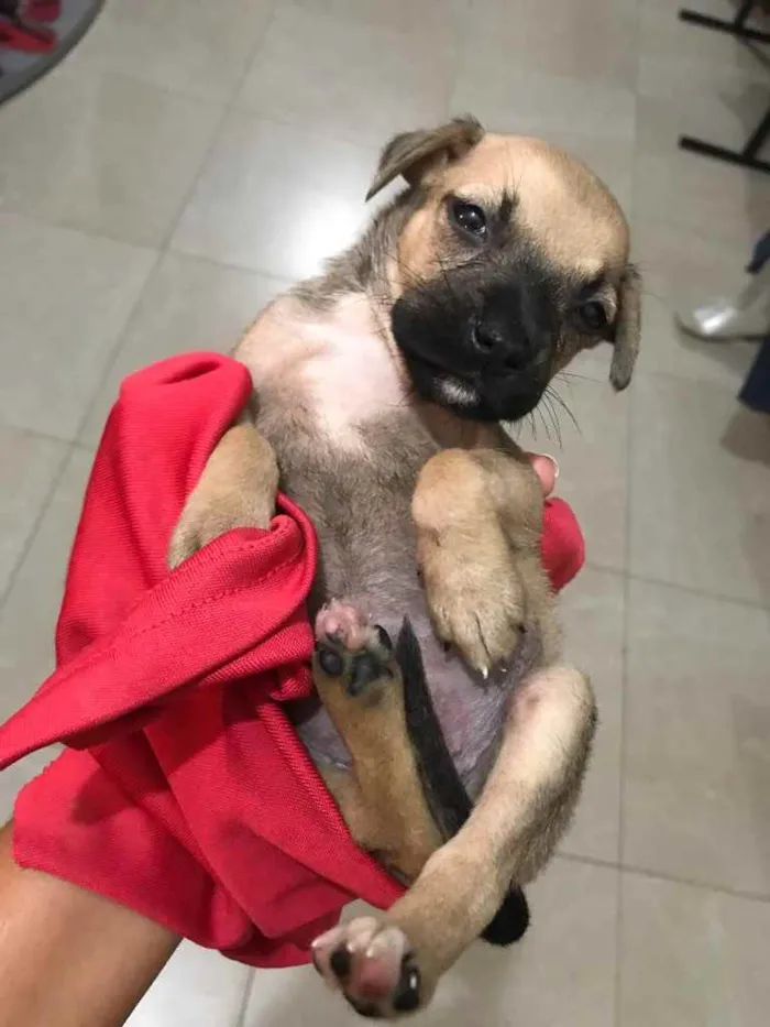 Cachorro raça Srd idade Abaixo de 2 meses nome Lulu 