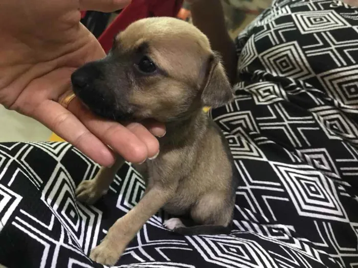 Cachorro raça Srd idade Abaixo de 2 meses nome Lulu 