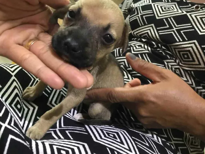 Cachorro raça Srd idade Abaixo de 2 meses nome Lulu 