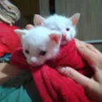 Tonico e Tininha